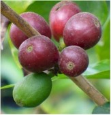 Coffee Tree, Coffea arabica